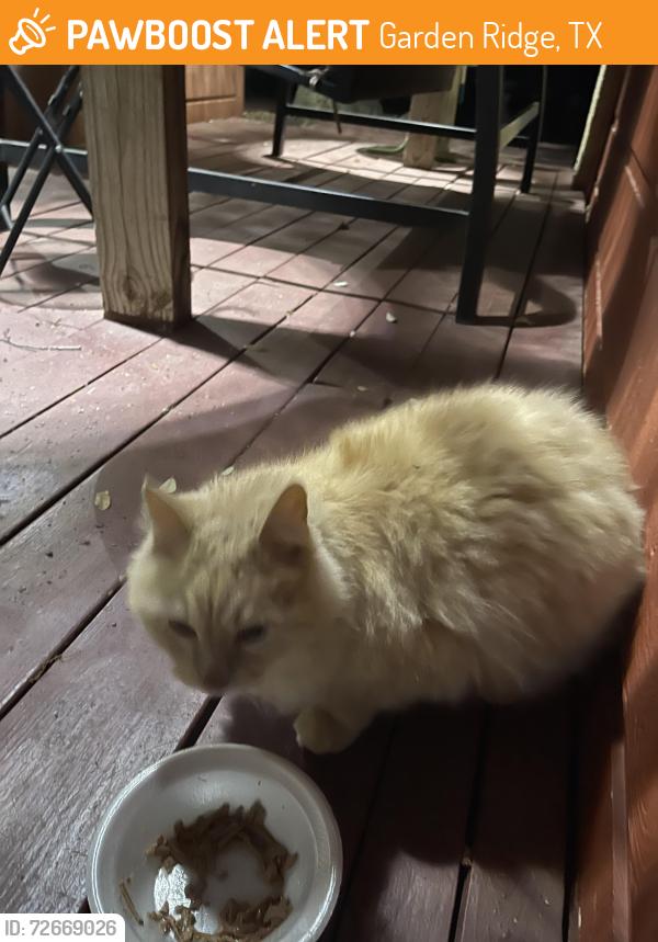 Found/Stray Unknown Cat last seen Bat Cave, Garden Ridge, TX 78266