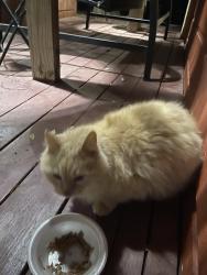 Found/Stray Unknown Cat last seen Bat Cave, Garden Ridge, TX 78266