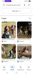 Found/Stray Unknown Dog last seen Cookport Pennsylvania , Commodore, PA 15729