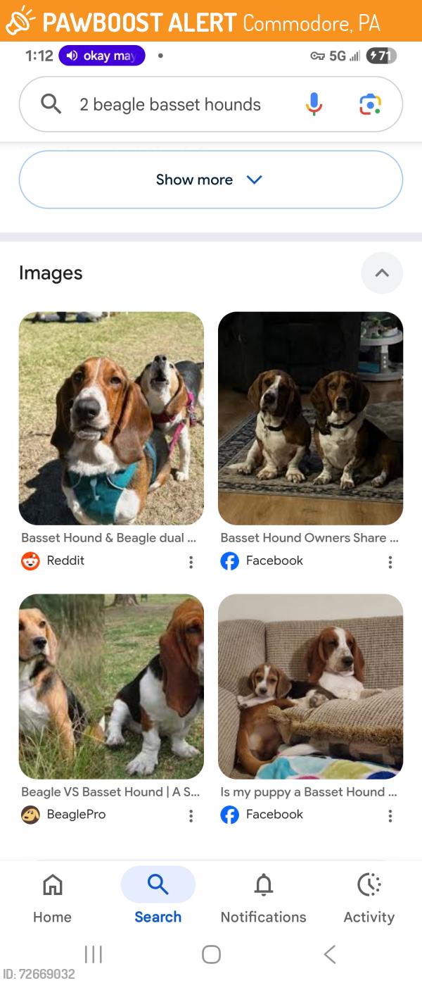 Found/Stray Unknown Dog last seen Cookport Pennsylvania , Commodore, PA 15729
