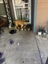 Found/Stray Male Dog last seen Morgan/Service, Ceres, CA 95307