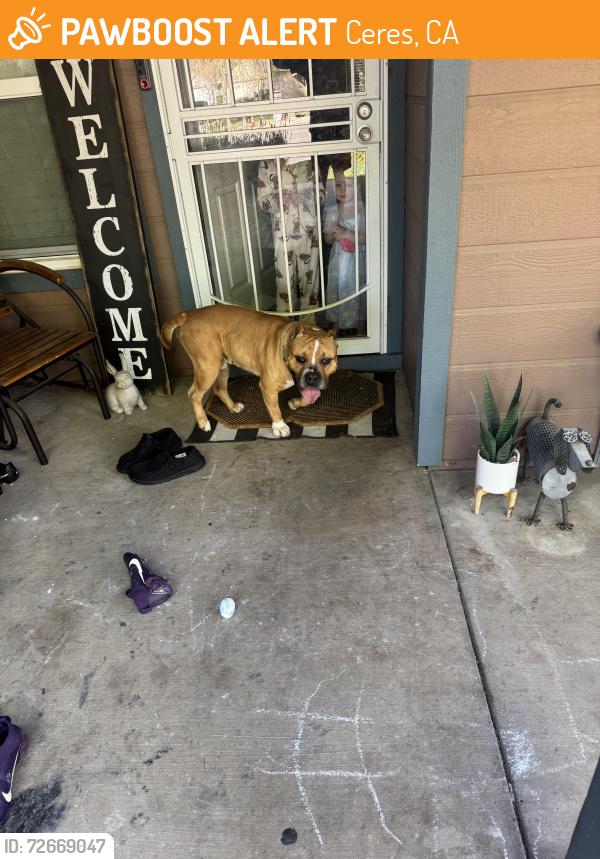 Found/Stray Male Dog last seen Morgan/Service, Ceres, CA 95307