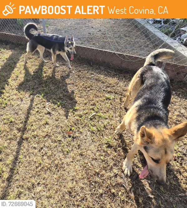 Found/Stray Unknown Dog last seen Larkellen and Doublegrove, West Covina, CA 91791