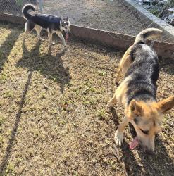 Found/Stray Unknown Dog last seen Larkellen and Doublegrove, West Covina, CA 91791
