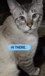 Found/Stray Male Cat last seen Lake Drive Fleetwood Subdivision Hermitage Tn, Nashville, TN 37076