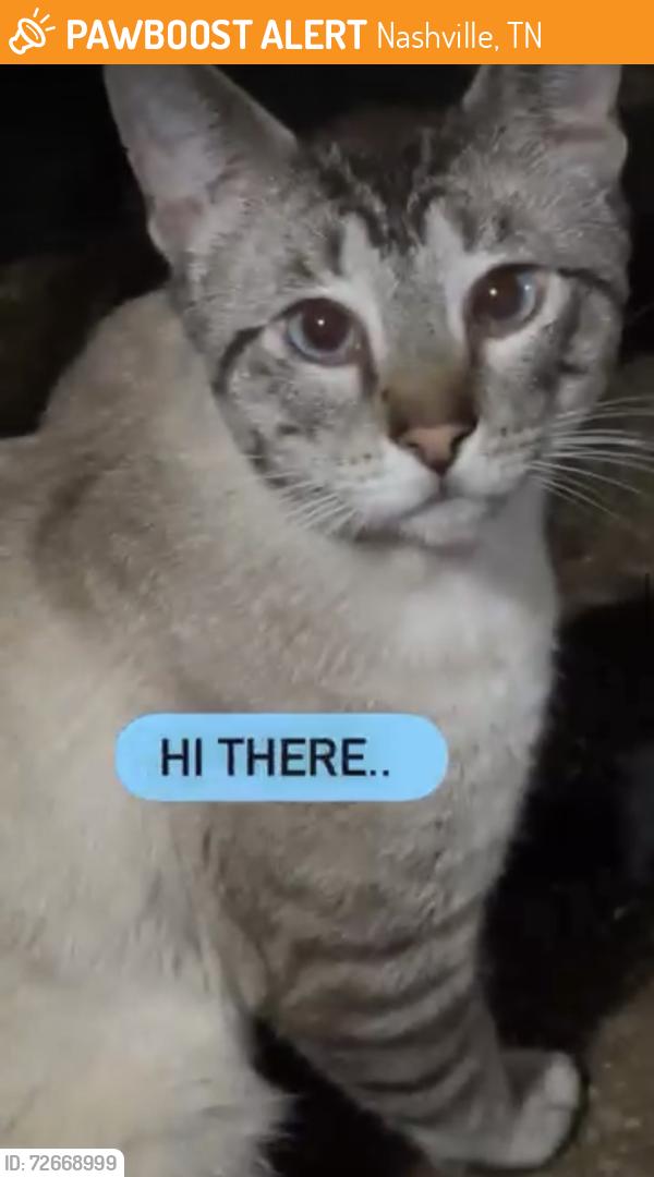 Found/Stray Male Cat last seen Lake Drive Fleetwood Subdivision Hermitage Tn, Nashville, TN 37076