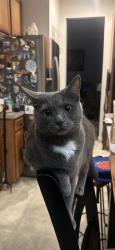 Lost Female Cat last seen Hickory Dr. and Warburton Oaks Dr., Fort Washington, MD 20744