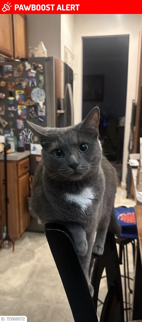 Lost Female Cat last seen Hickory Dr. and Warburton Oaks Dr., Fort Washington, MD 20744