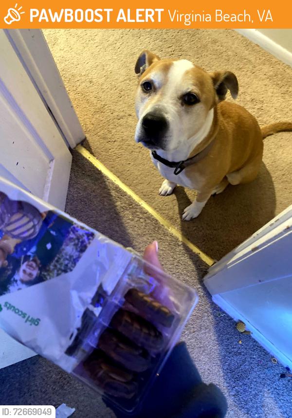 Found/Stray Unknown Dog last seen Starbucks , Virginia Beach, VA 23451