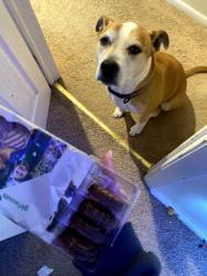 Found/Stray Unknown Dog last seen Starbucks , Virginia Beach, VA 23451
