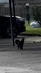 Found/Stray Unknown Dog last seen Near Wilcrest Dr, Houston, TX 77042