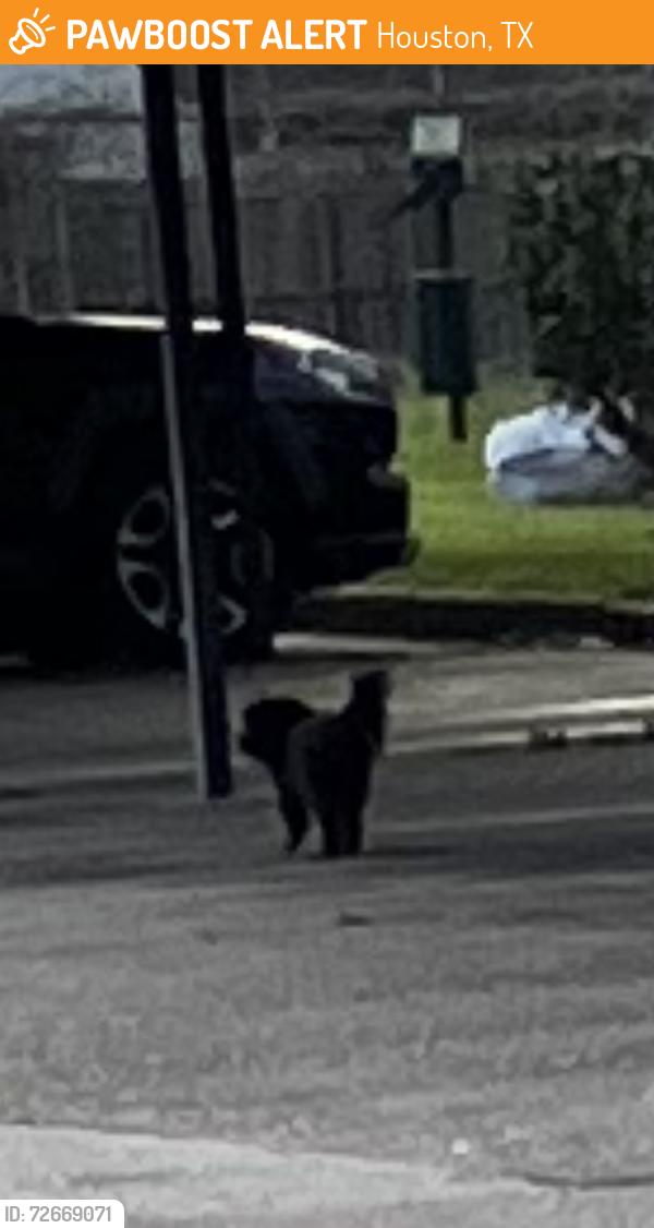 Found/Stray Unknown Dog last seen Near Wilcrest Dr, Houston, TX 77042