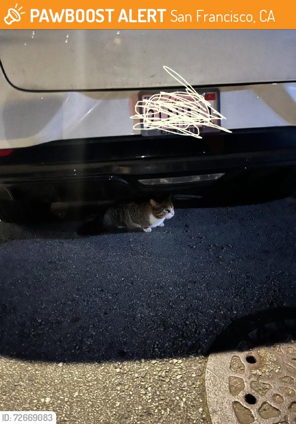 Found/Stray Unknown Cat last seen 38th Ave., San Francisco, CA 94116