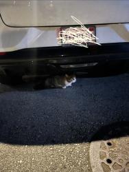 Found/Stray Unknown Cat last seen 38th Ave., San Francisco, CA 94116