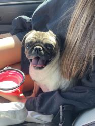 Found/Stray Female Dog last seen Country club and us 60, Mesa, AZ 85210