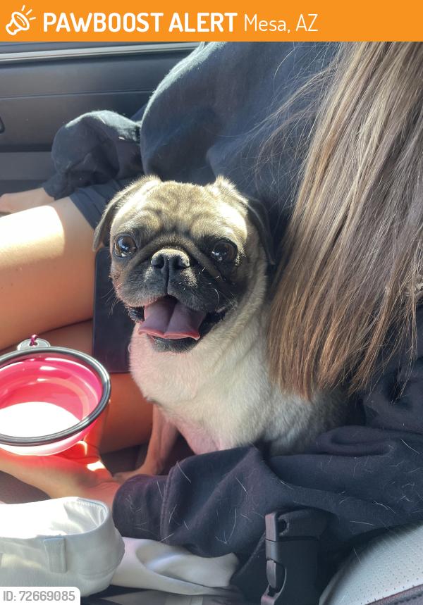 Found/Stray Female Dog last seen Country club and us 60, Mesa, AZ 85210