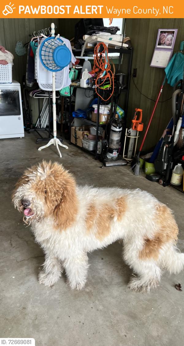 Found/Stray Male Dog last seen Near Hwy and Dollardtown Rd, Wayne County, NC 28578