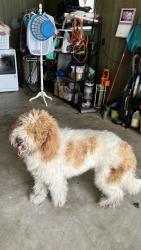 Found/Stray Male Dog last seen Near Hwy and Dollardtown Rd, Wayne County, NC 28578