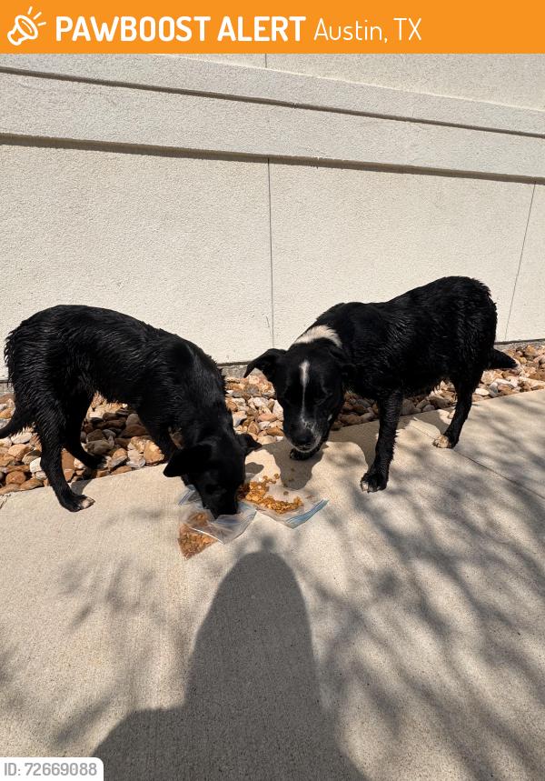 Found/Stray Female Dog last seen High point preserve , Austin, TX 78724