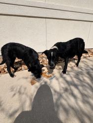 Found/Stray Female Dog last seen High point preserve , Austin, TX 78724