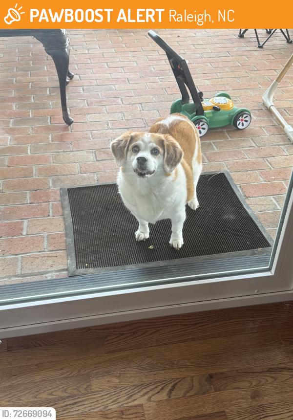 Found/Stray Unknown Dog last seen Rainwater road , Raleigh, NC 27615