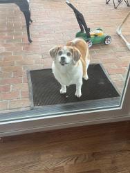Found/Stray Unknown Dog last seen Rainwater road , Raleigh, NC 27615