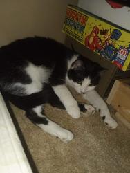 Lost Male Cat last seen Glenhaven rd and Glenfield , Cincinnati, OH 45238