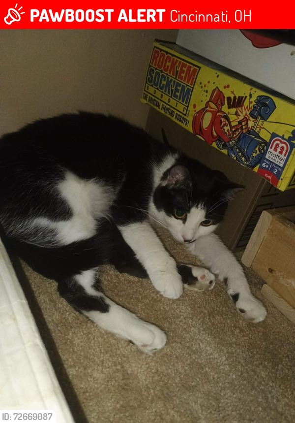 Lost Male Cat last seen Glenhaven rd and Glenfield , Cincinnati, OH 45238