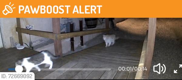 Found/Stray Unknown Cat last seen Avenida Merced, Desert Hot Springs, CA 92240