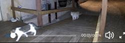 Found/Stray Unknown Cat last seen Avenida Merced, Desert Hot Springs, CA 92240