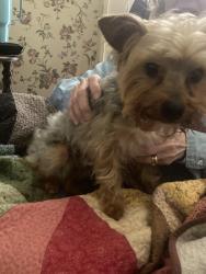 Found/Stray Male Dog last seen 22nd & Colcord, Waco, TX 76707