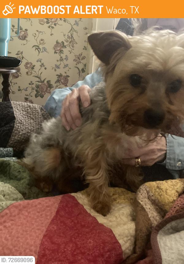 Found/Stray Male Dog last seen 22nd & Colcord, Waco, TX 76707