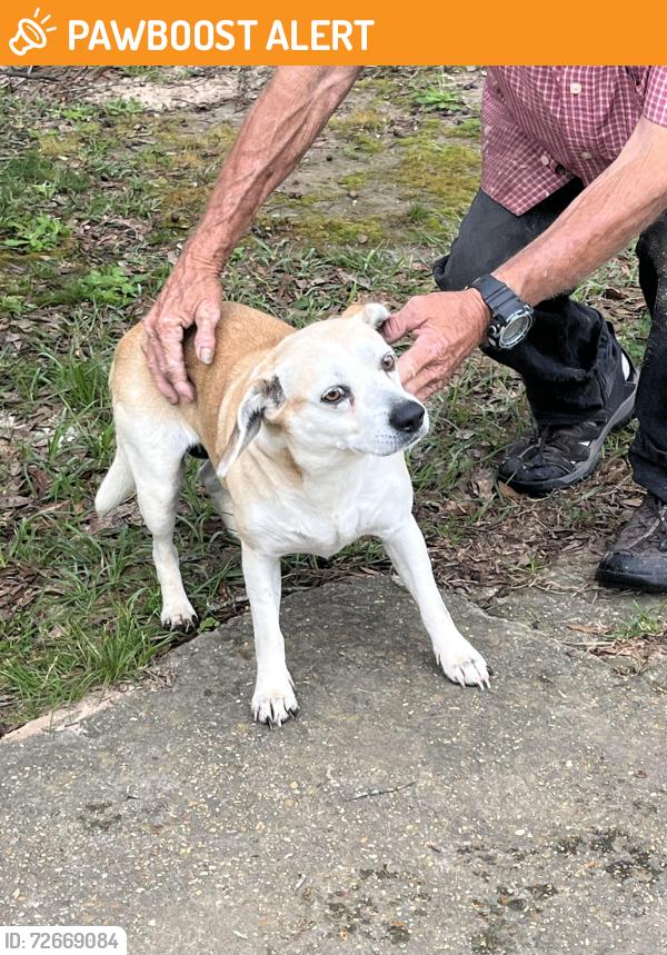 Found/Stray Female Dog last seen Hwy 35 and speights rd, Jefferson Davis County, MS 39427