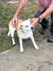 Found/Stray Female Dog last seen Hwy 35 and speights rd, Jefferson Davis County, MS 39427