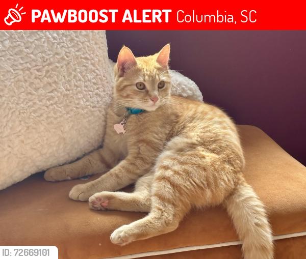 Lost Male Cat last seen Near confederate, Columbia, SC 29201