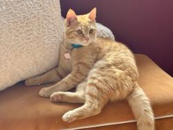 Lost Male Cat last seen Near confederate, Columbia, SC 29201