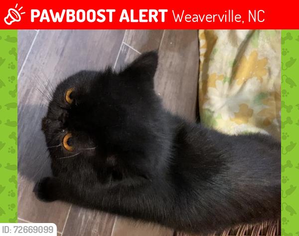 Lost Male Cat last seen Near Rex Whitted road, Weaverville, NC 28787