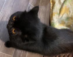 Lost Male Cat last seen Near Rex Whitted road, Weaverville, NC 28787