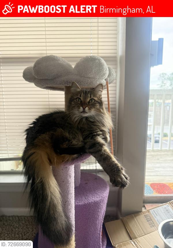 Lost Female Cat last seen Near valley ridge drive homewood Al 35209, Birmingham, AL 35209