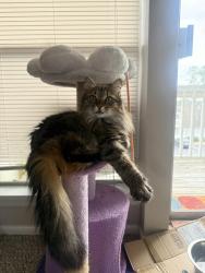 Lost Female Cat last seen Near valley ridge drive homewood Al 35209, Birmingham, AL 35209
