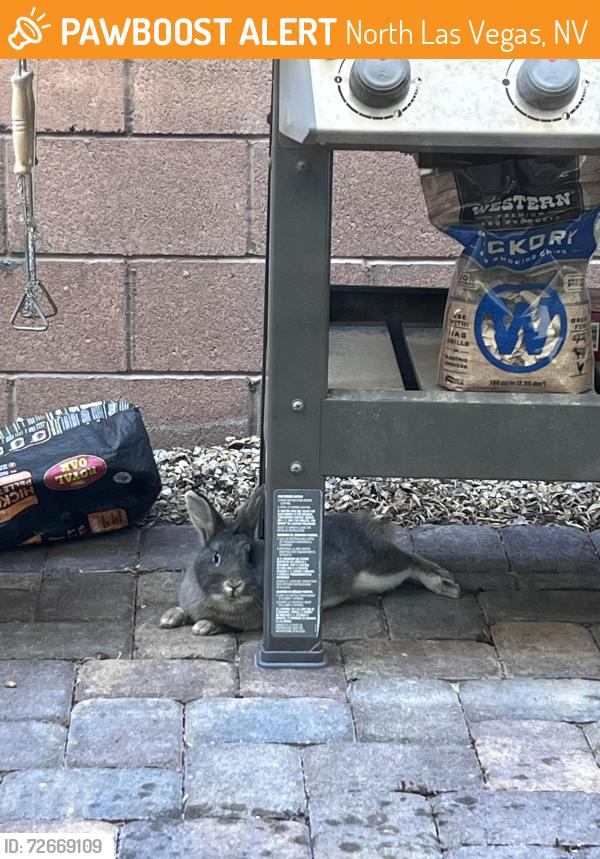Found/Stray Unknown Rabbit last seen Losee and tropical , North Las Vegas, NV 89081