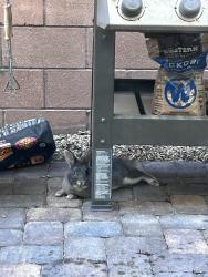 Found/Stray Unknown Rabbit last seen Losee and tropical , North Las Vegas, NV 89081