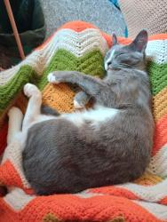 Lost Female Cat last seen Thornwald park, Carlisle, PA 17013