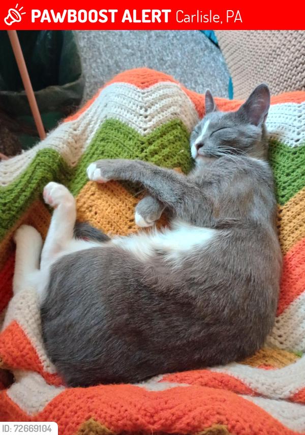 Lost Female Cat last seen Thornwald park, Carlisle, PA 17013