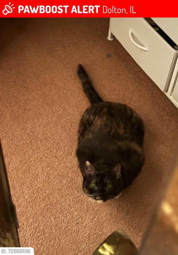 Lost Female Cat last seen Greenwood and Minvera , Dolton, IL 60419