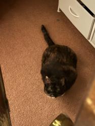 Lost Female Cat last seen Greenwood and Minvera , Dolton, IL 60419