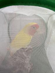 Found/Stray Unknown Bird last seen Beckett Street near woodward, Los Angeles, CA 91040