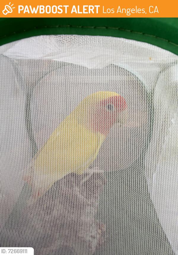 Found/Stray Unknown Bird last seen Beckett Street near woodward, Los Angeles, CA 91040