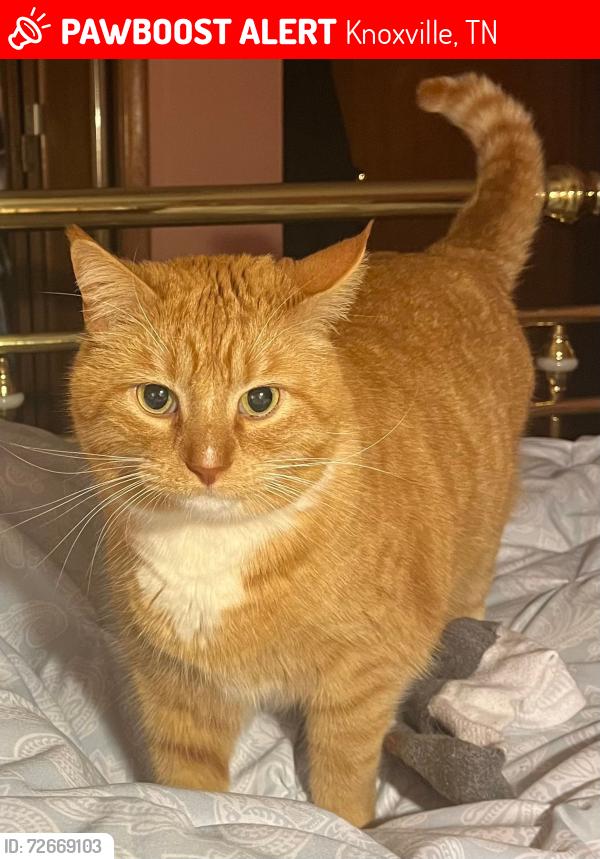 Lost Male Cat last seen Wil Loyd Drive & McClain Drive, Knoxville, TN 37912