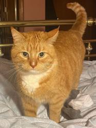 Lost Male Cat last seen Wil Loyd Drive & McClain Drive, Knoxville, TN 37912